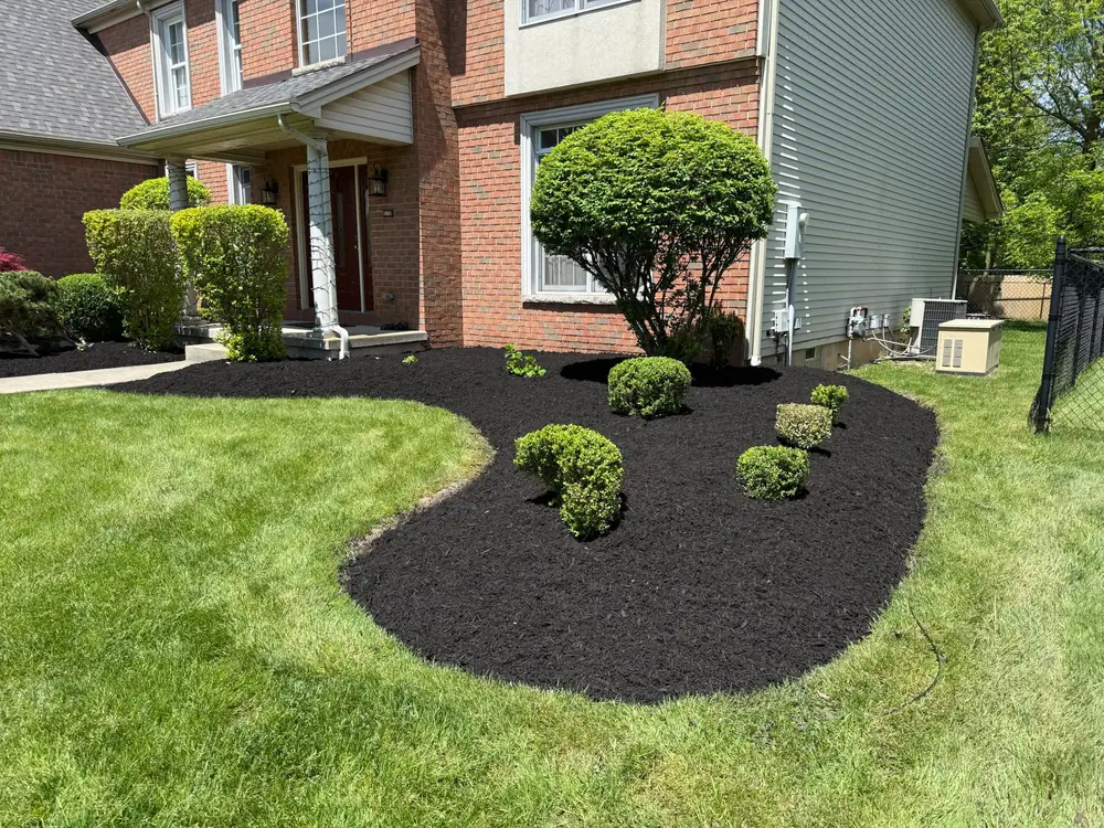 Curved mulch bed cut and edged around foundation shrubs in Buffalo NY