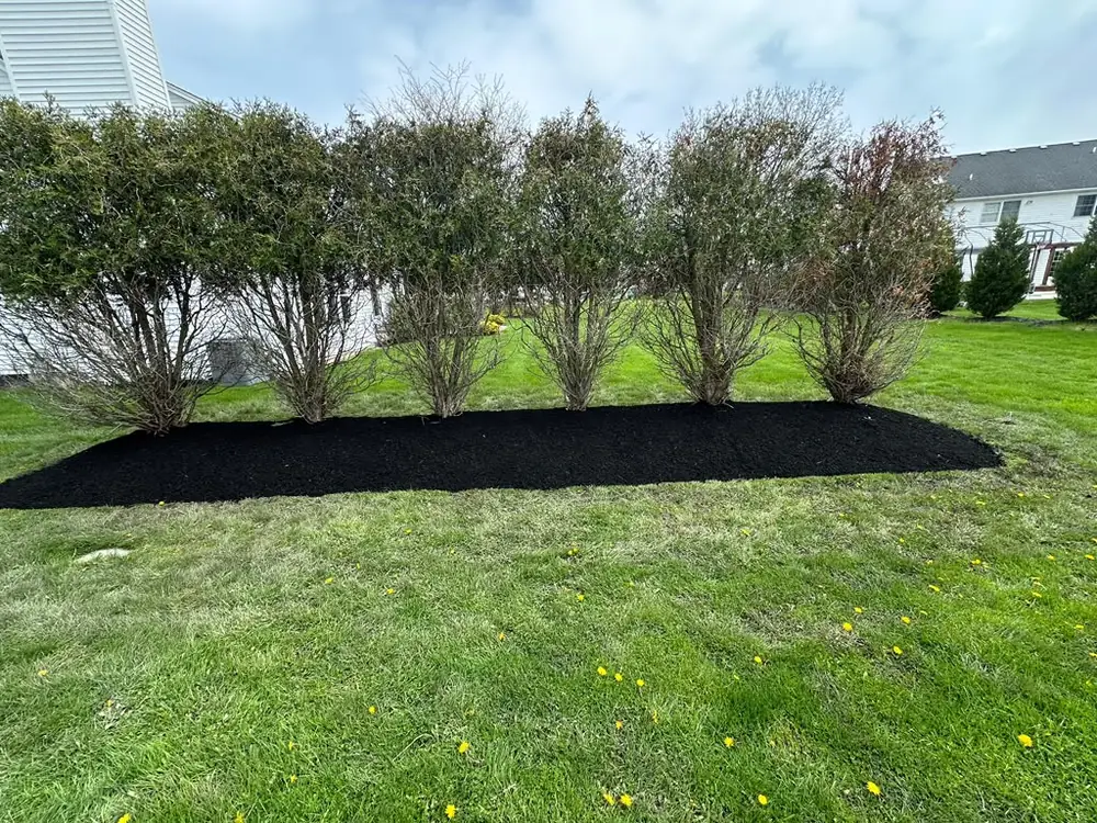 Long hedge row mulched and edged along a back lawn in Buffalo NY