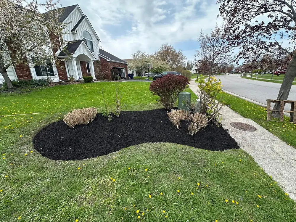 Reshaped front yard mulch bed with new plantings in Buffalo NY