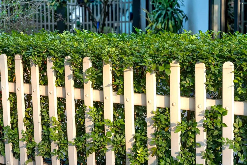Fence in Buffalo NY