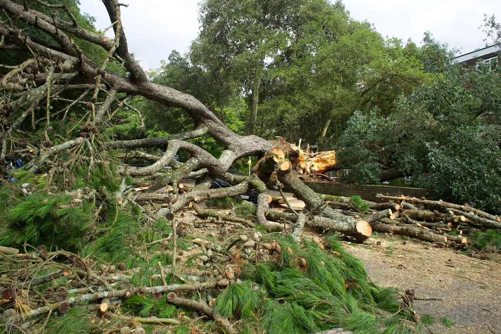 Land Clearing in Akron NY