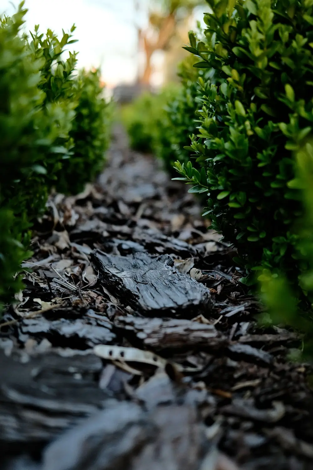 Mulching in Akron NY