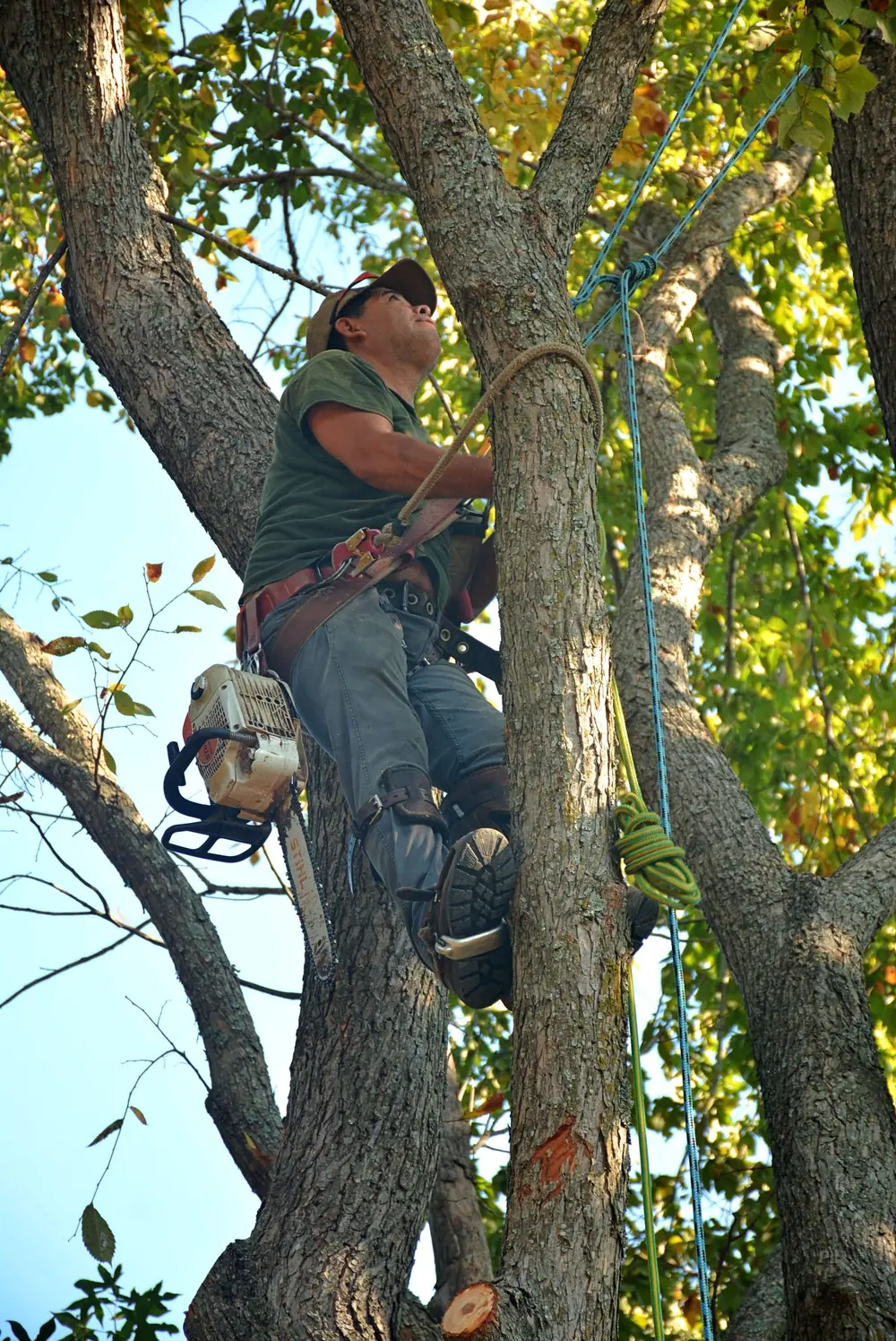 Tree Trimming in Elma NY