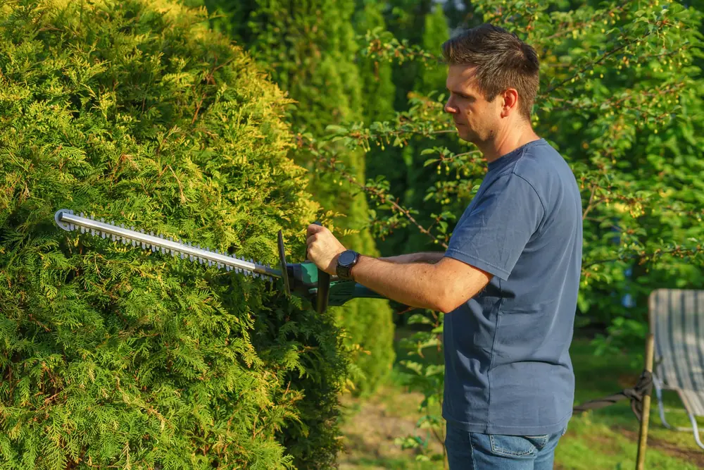 Trimming & Pruning in Niagara Falls NY