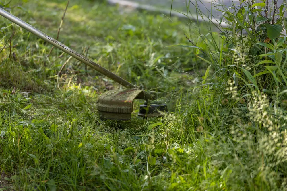 Weed Whacking in Niagara Falls NY