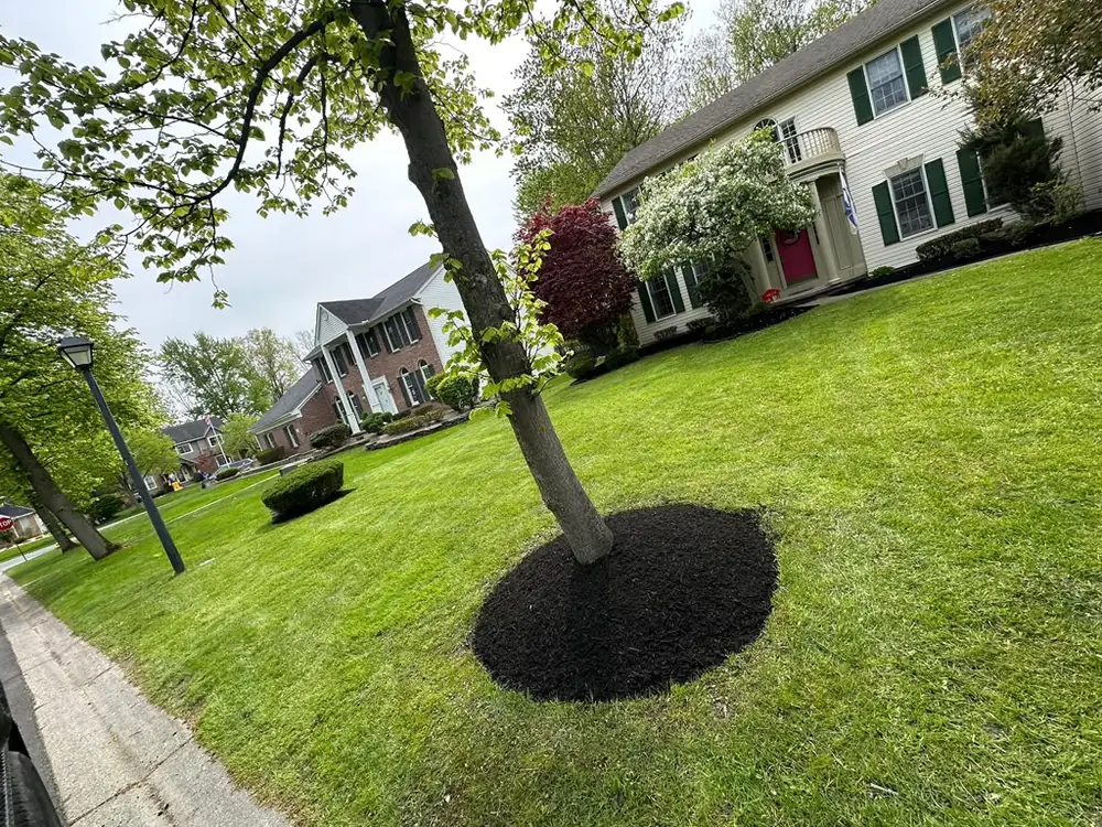 Fresh tree ring mulched in a maintained front lawn in Buffalo NY