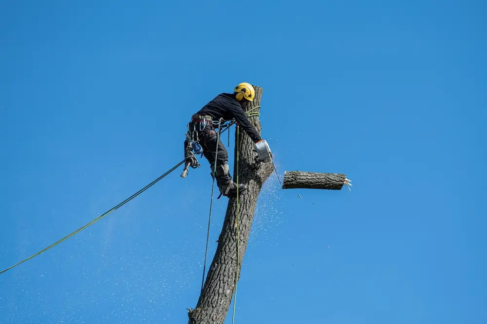 Tree Removal in Buffalo NY